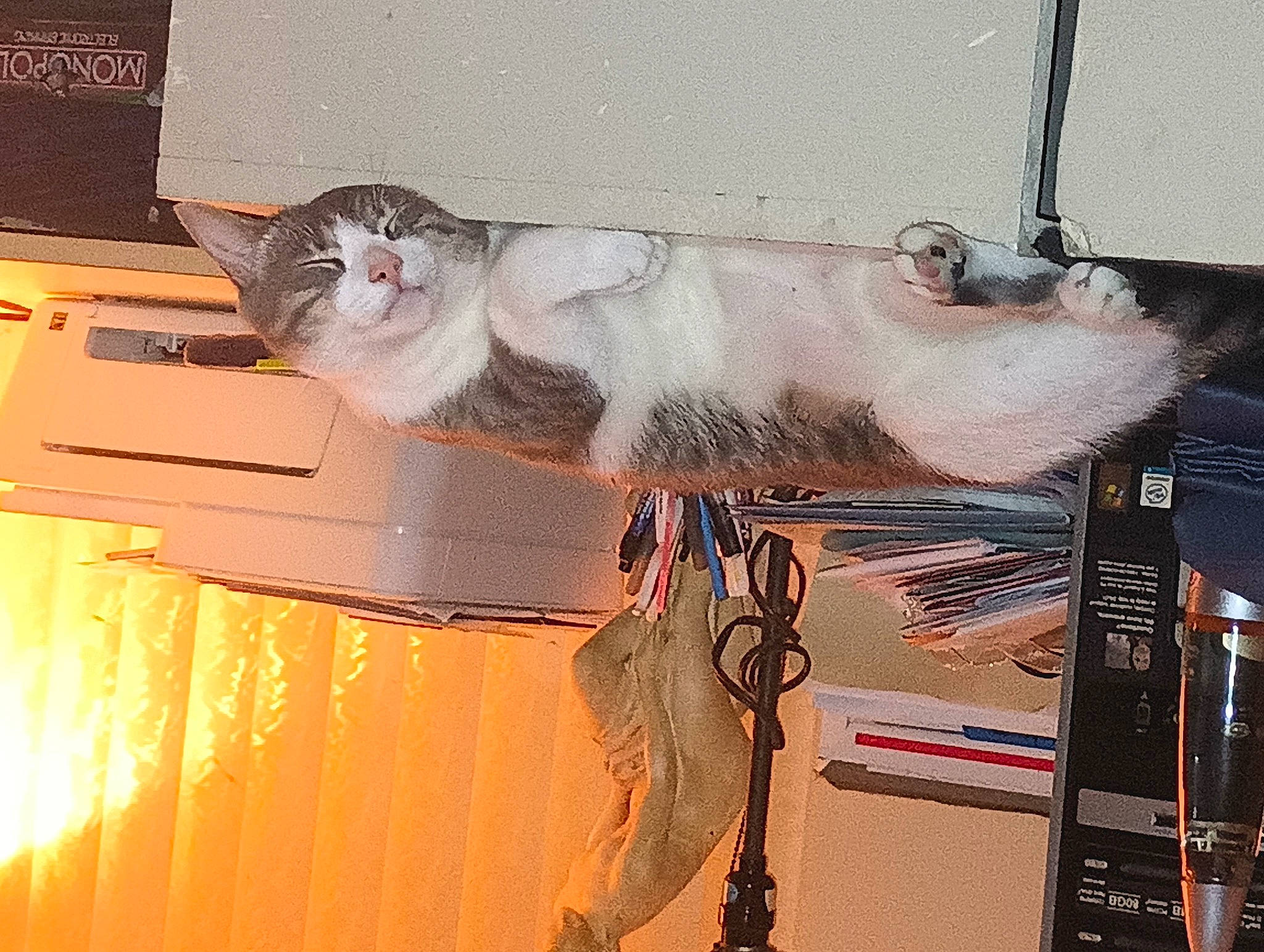 Alan joined the competition — help win amazing prizes! art, artist, carnivore, cat, domestic_short_haired_cat, felidae, fur, hardwood, paint, small_to_medium_sized_cats, tail, visual_arts, whiskers, wood