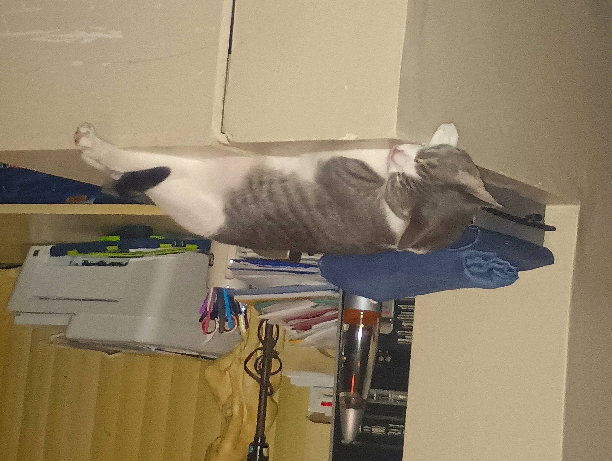 Alan joined the competition — help win amazing prizes! art, carton, cat, ceiling, electrical_wiring, felidae, fish, flooring, machine, metal, plaster, room, russian_blue, sculpture, shipping_box, small_to_medium_sized_cats, tail, visual_arts, wood