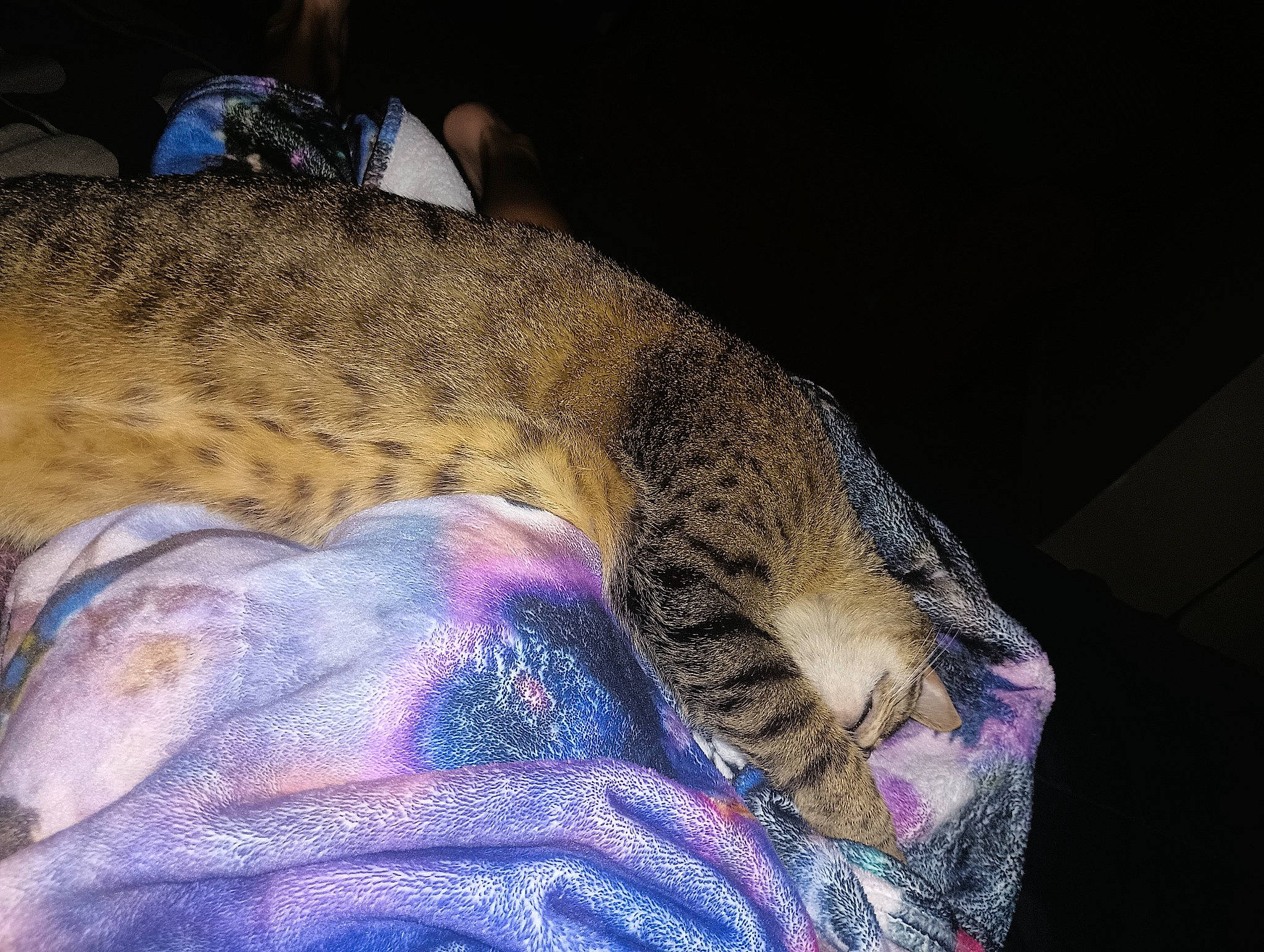 Tiger joined the competition — help win amazing prizes! big_cats, carnivore, cat, claw, comfort, domestic_short_haired_cat, felidae, fur, leopard, nap, ocelot, pattern, paw, sleep, small_to_medium_sized_cats, snout, tail, terrestrial_animal, whiskers, wildlife