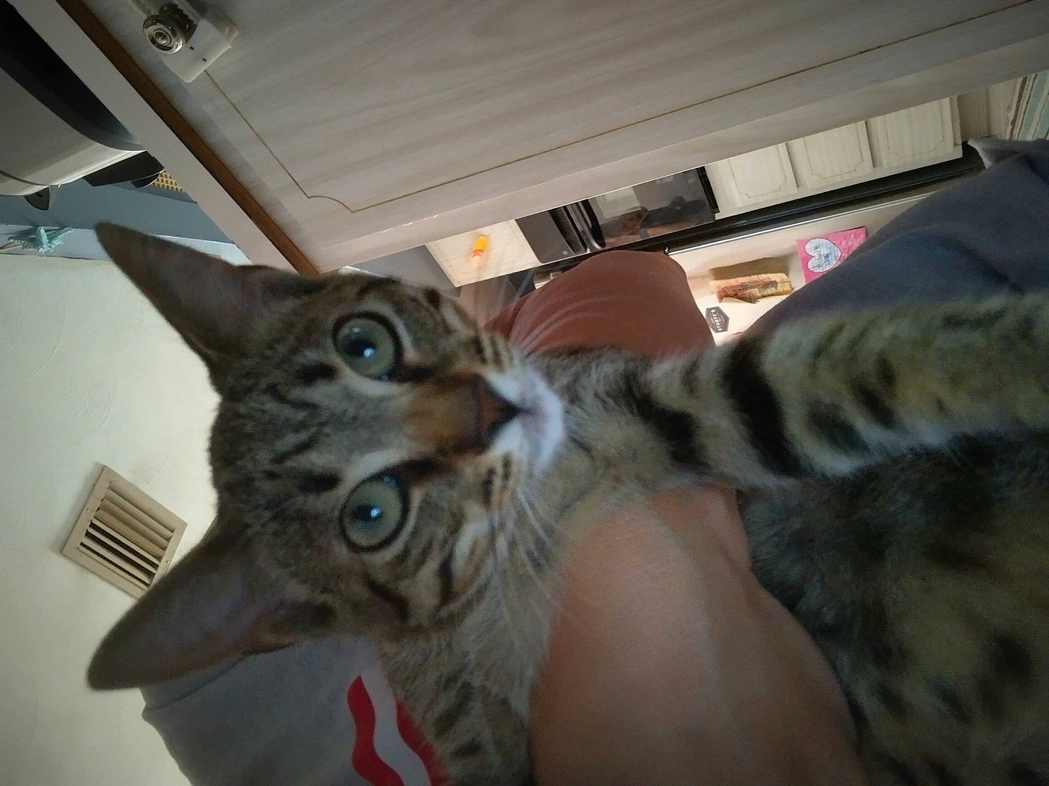 Tiger is registered to the contest to win money with this photo: bed, carnivore, cat, claw, comfort, domestic_short_haired_cat, ear, felidae, fur, gesture, paw, small_to_medium_sized_cats, snout, tail, whiskers