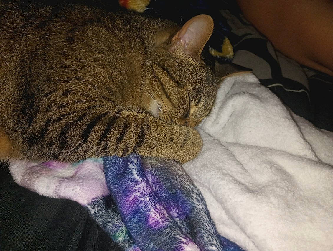 Tiger is registered to the contest to win money with this photo: carnivore, cat, claw, comfort, domestic_short_haired_cat, eye, fawn, felidae, fur, human_leg, lap, linens, nap, pattern, paw, small_to_medium_sized_cats, snout, tail, whiskers, woolen