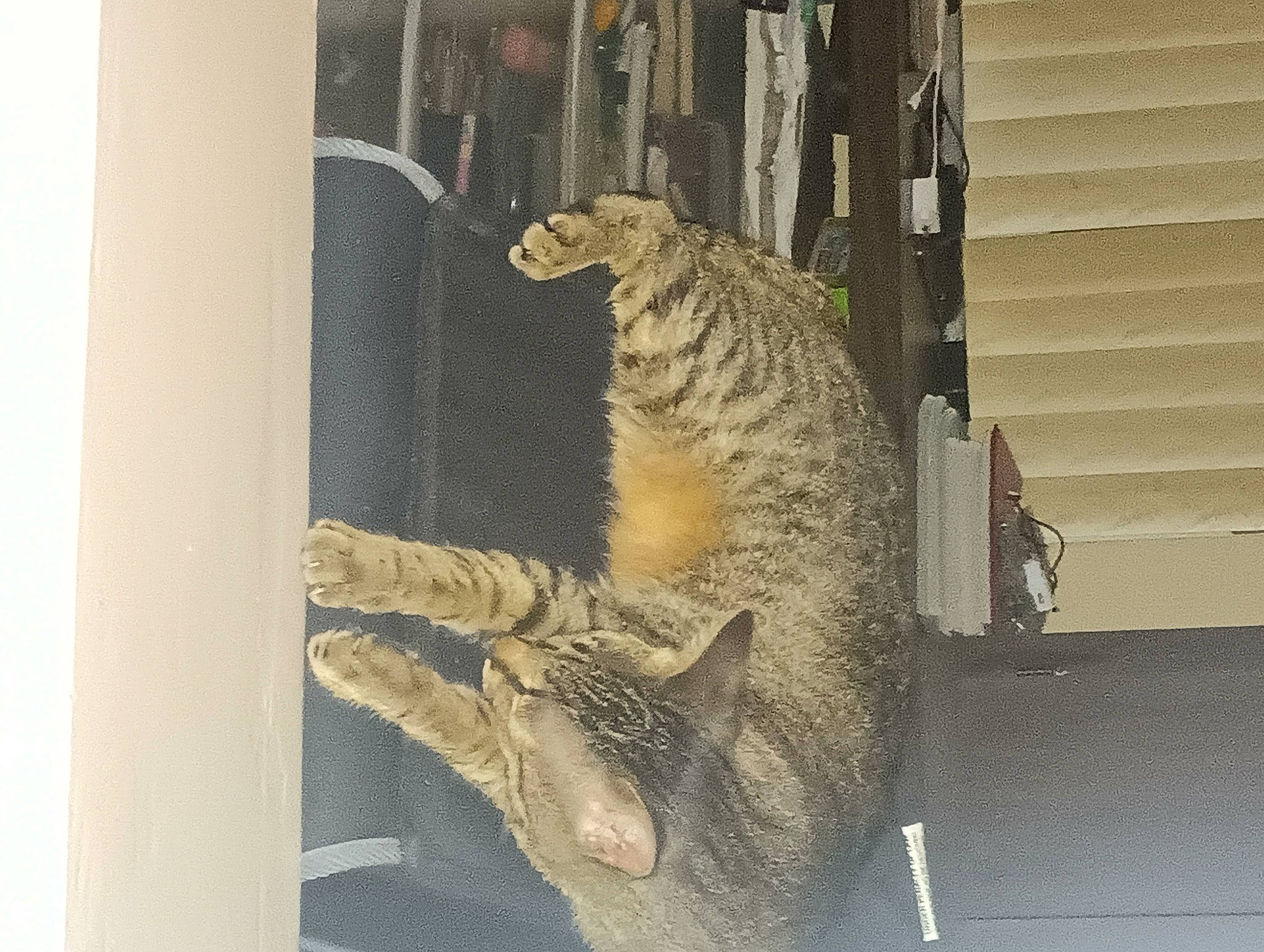 Tiger joined the competition — help win amazing prizes! art, bengal_tiger, big_cats, building, carnivore, domestic_short_haired_cat, door, extinction, felidae, fur, leopard, sculpture, small_to_medium_sized_cats, snow_leopard, tail, terrestrial_animal, visual_arts, whiskers, window, wood