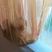 M'Uguette a rejoint le concours — aidez-le/la à gagner de superbes lots ! animal, blue_cushion, blurred, cat, curious, curtain, domestic, face, feline, indoor, light, looking, pet, resting, shadow, sheer_fabric, soft, texture, whiskers, window