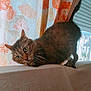 M'Uguette participe au concours pour gagner de l'argent avec cette photo : alert, animal, beige_surface, cat, closeup, crouching, curious, curtains, daylight, domestic, ears, feline, floral_pattern, indoor, pet, playful, tabby_cat, tail, whiskers, window