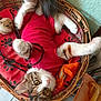 animal, cat, cozy, curious, cushion, domestic_cat, feline, floor, fur, indoor, looking_up, paws, pet, playful, red_shirt, relaxed, striped, toy, whiskers, wicker_basket