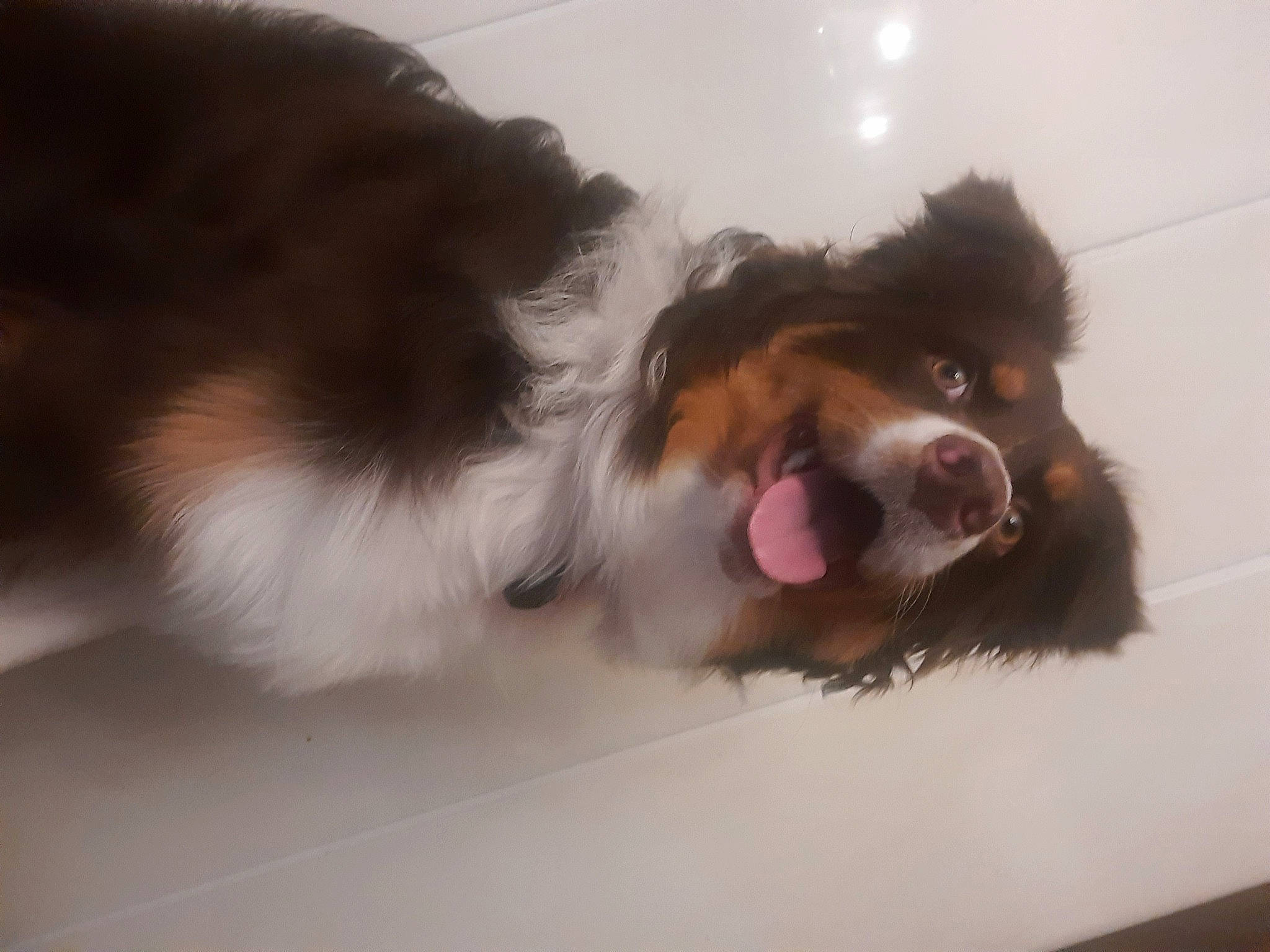 Ruby participe au concours pour gagner de l'argent avec cette photo : australian_shepherd, border_collie, canidae, carnivore, collie, companion_dog, dog, dog_breed, fang, fur, herding_dog, paw, puppy, scotch_collie, snout, sporting_group, toy_dog, whiskers, working_animal, working_dog