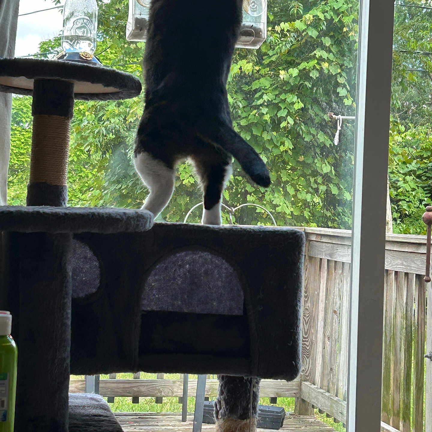 Harlan joined the competition — help win amazing prizes! animal, backyard, cat, cat_tree, curious, daylight, domestic, furniture, glass_door, greenery, household, indoor, nature, pet, plant, playful, standing, tail, window, wooden_deck