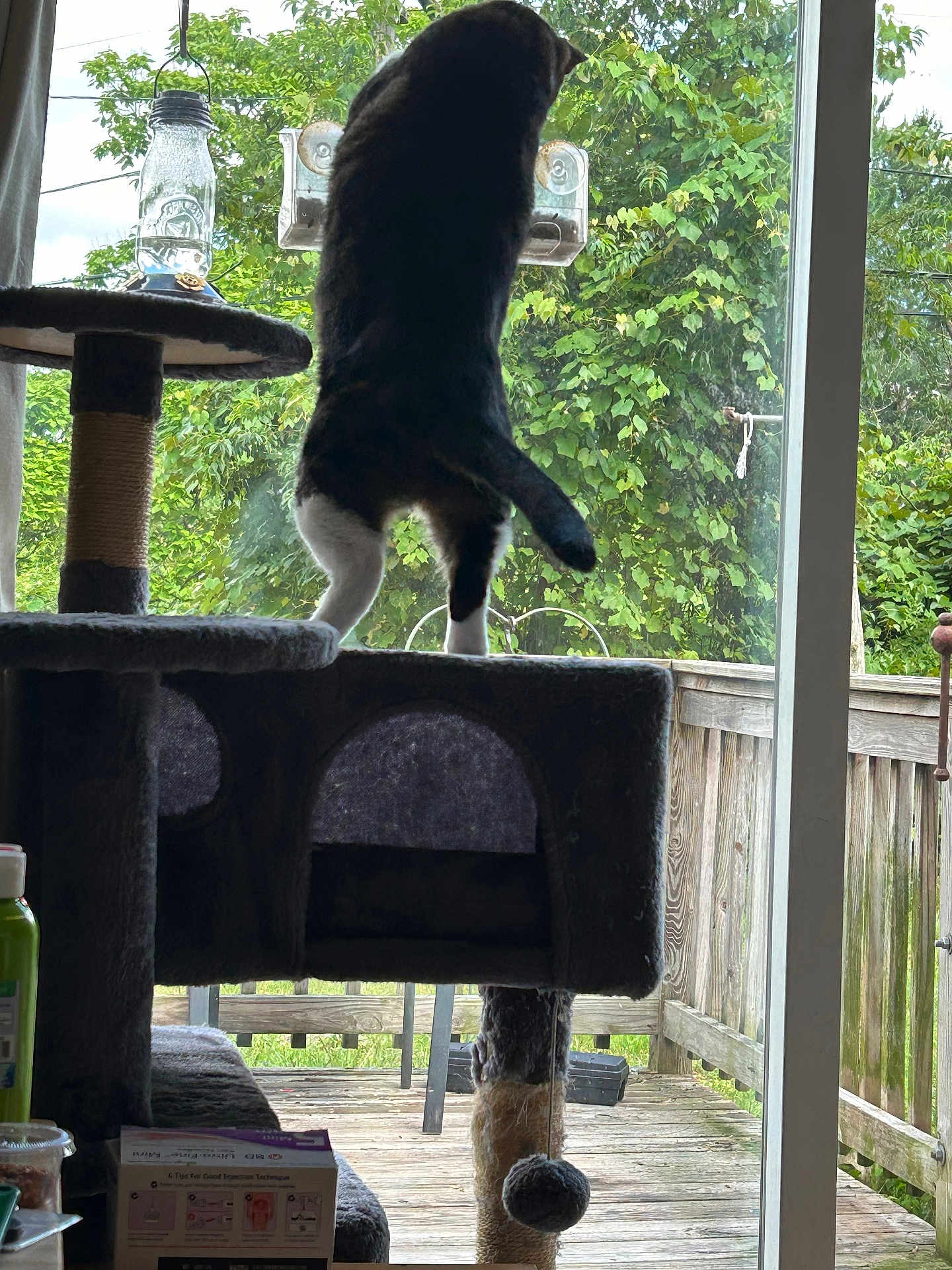 Harlan joined the competition — help win amazing prizes! animal, backyard, cat, cat_tree, curious, daylight, domestic, furniture, glass_door, greenery, household, indoor, nature, pet, plant, playful, standing, tail, window, wooden_deck