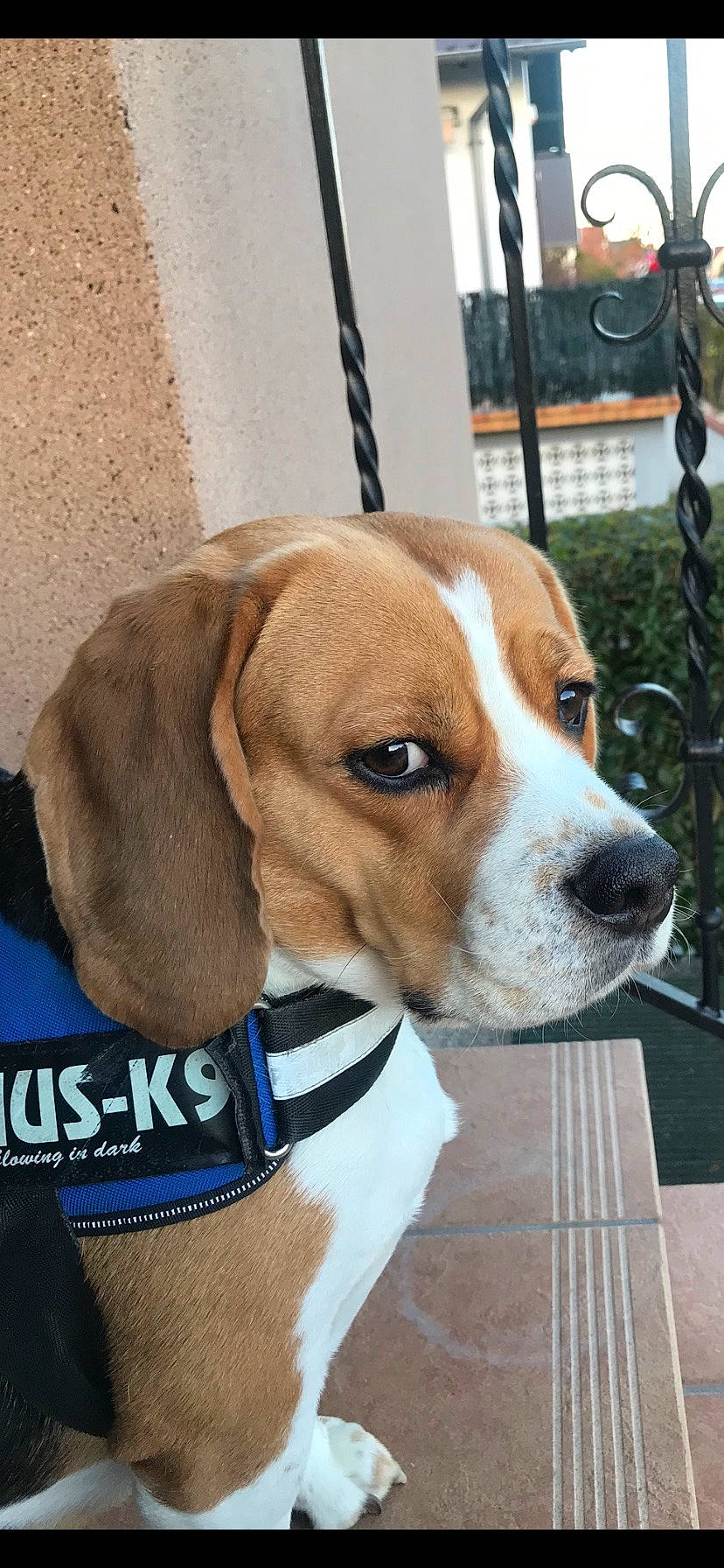 Ilario participe au concours pour gagner de l'argent avec cette photo : beaglier, canidae, carnivore, collar, companion_dog, dog, dog_breed, dog_collar, dog_supply, fawn, fence, finnish_hound, hound, leash, pet_supply, plant, scent_hound, snout, sporting_group, working_animal