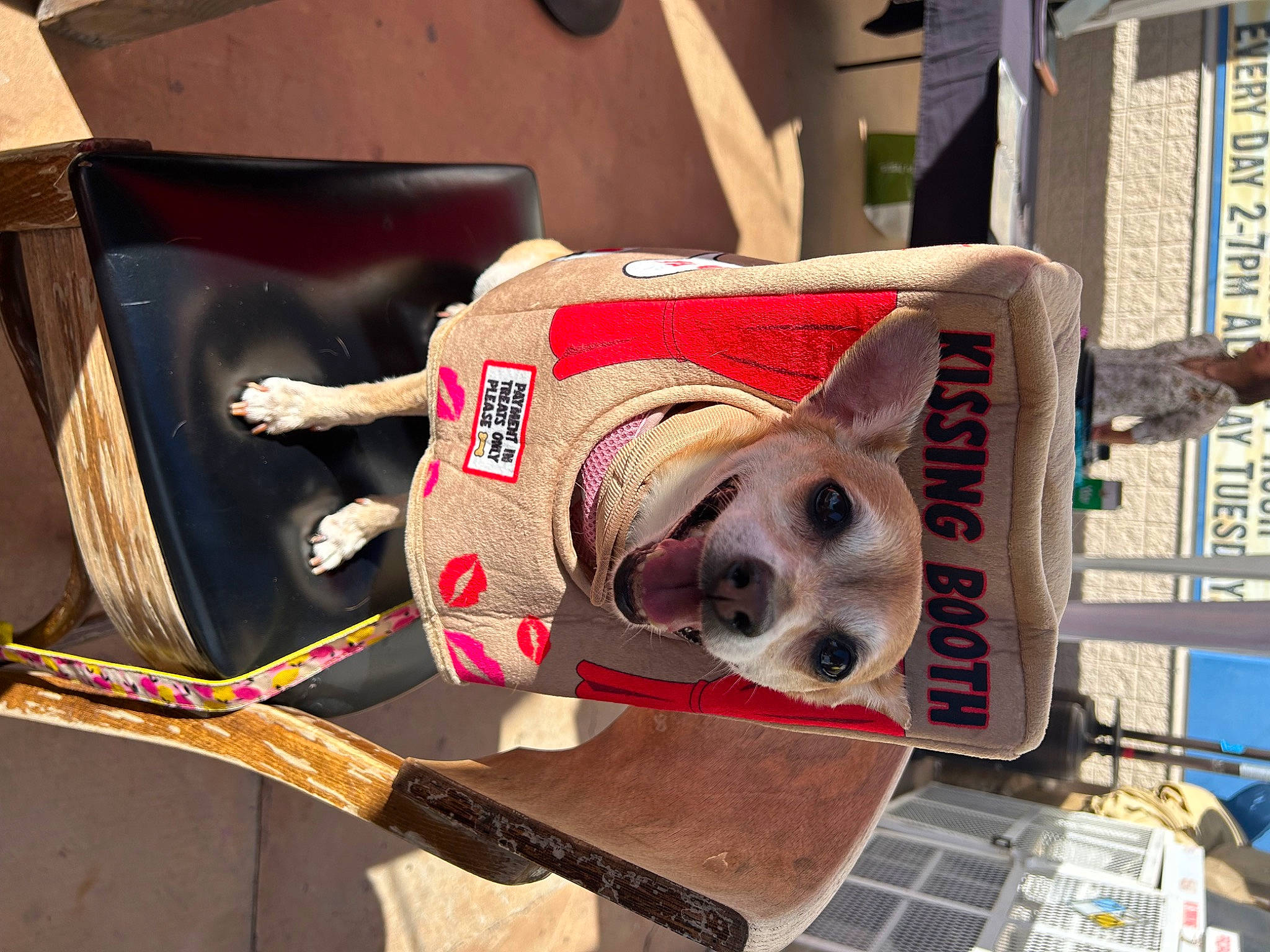 Foxy is registered to the contest to win money with this photo: animal_shelter, canidae, carnivore, collar, companion_dog, dog, dog_breed, dog_clothes, dog_collar, dog_supply, fashion_accessory, fawn, fur, leash, linens, pet_supply, snout, sporting_group, wood, working_animal