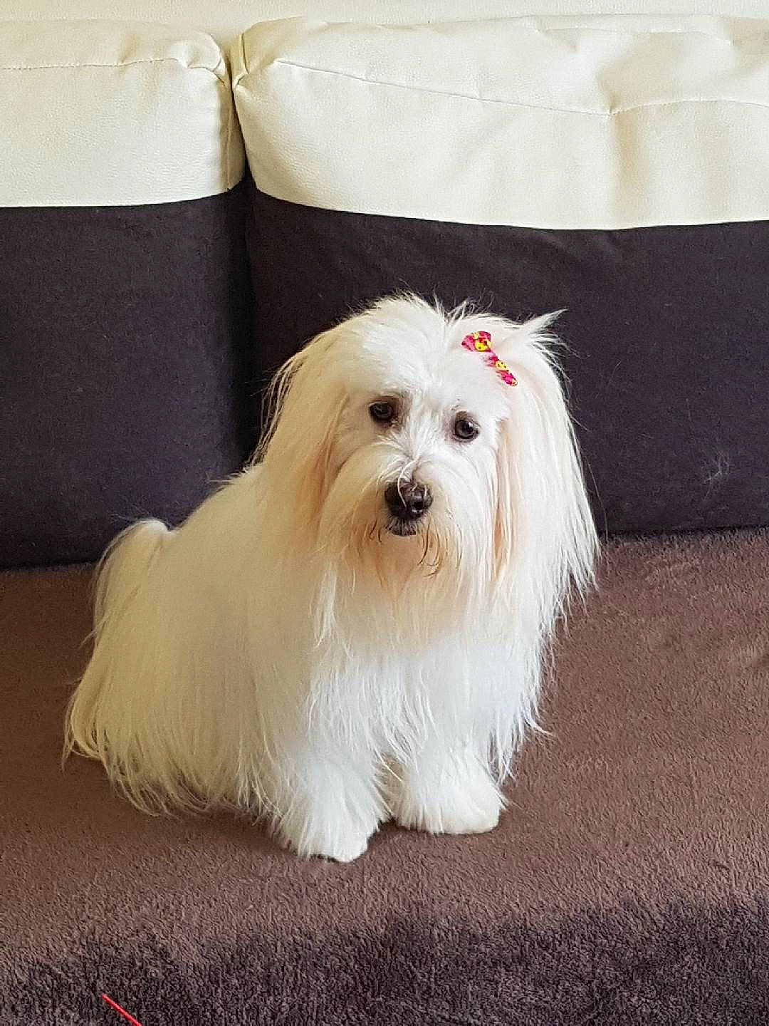 Nelia a rejoint le concours — aidez-le/la à gagner de superbes lots ! carnivore, companion_dog, dog, dog_breed, dog_supply, fashion_accessory, fur, mal_shi, maltepoo, non_sporting_group, small_terrier, snout, terrier, toy_dog, working_animal