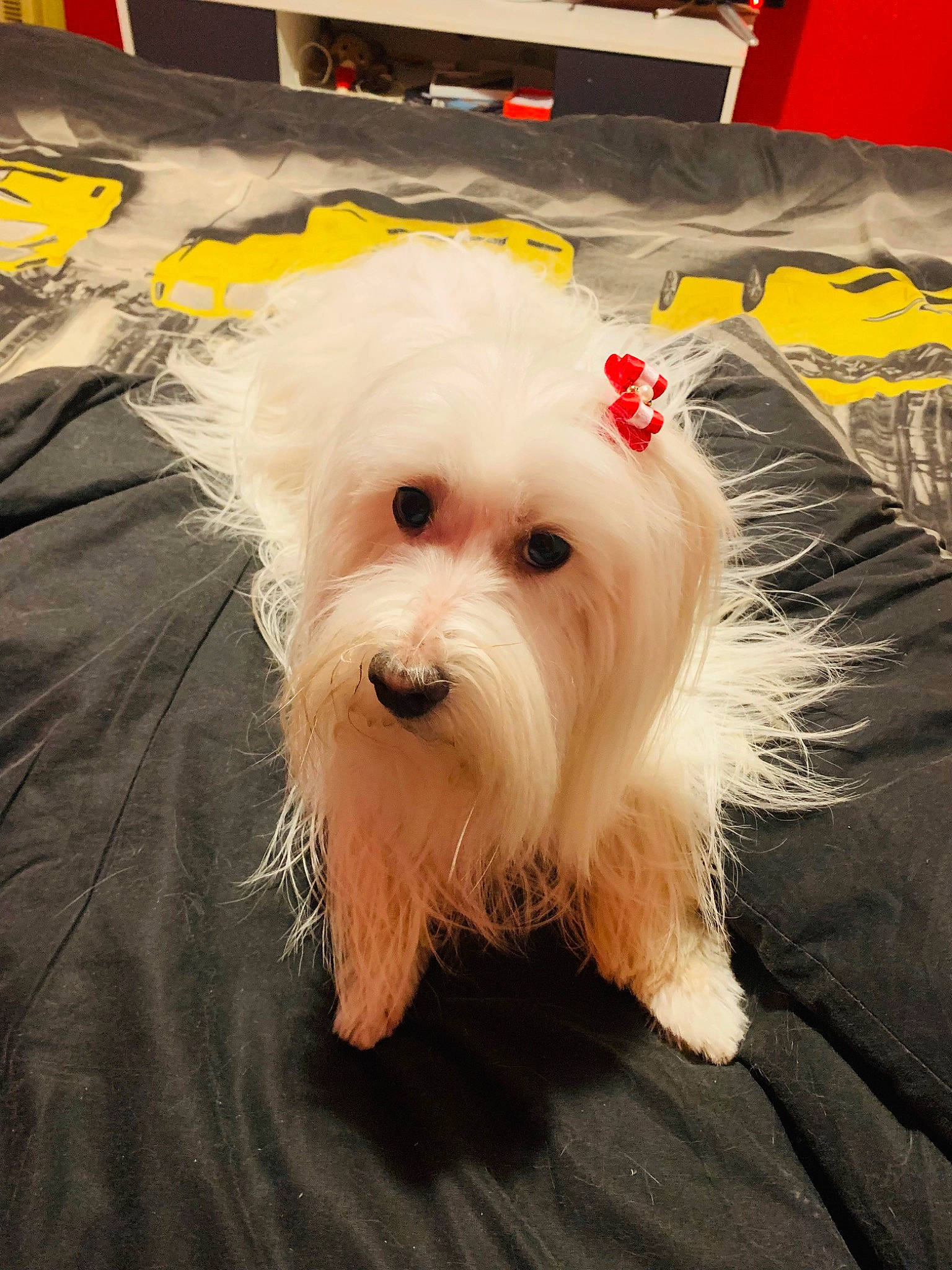 Nelia a rejoint le concours — aidez-le/la à gagner de superbes lots ! biewer_terrier, canidae, carnivore, companion_dog, dog, dog_breed, dog_supply, fur, maltepoo, non_sporting_group, small_terrier, snout, sporting_group, terrier, toy_dog, working_animal, yorkipoo