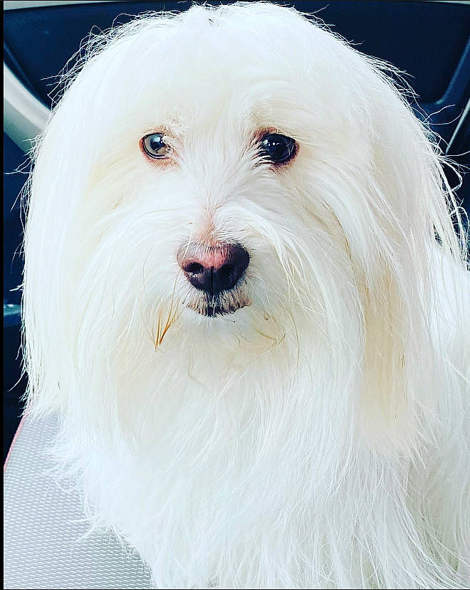 Nelia participe au concours pour gagner de l'argent avec cette photo : canidae, carnivore, companion_dog, dog, dog_breed, fur, giant_dog_breed, maltepoo, non_sporting_group, small_terrier, snout, sporting_group, toy_dog, working_animal