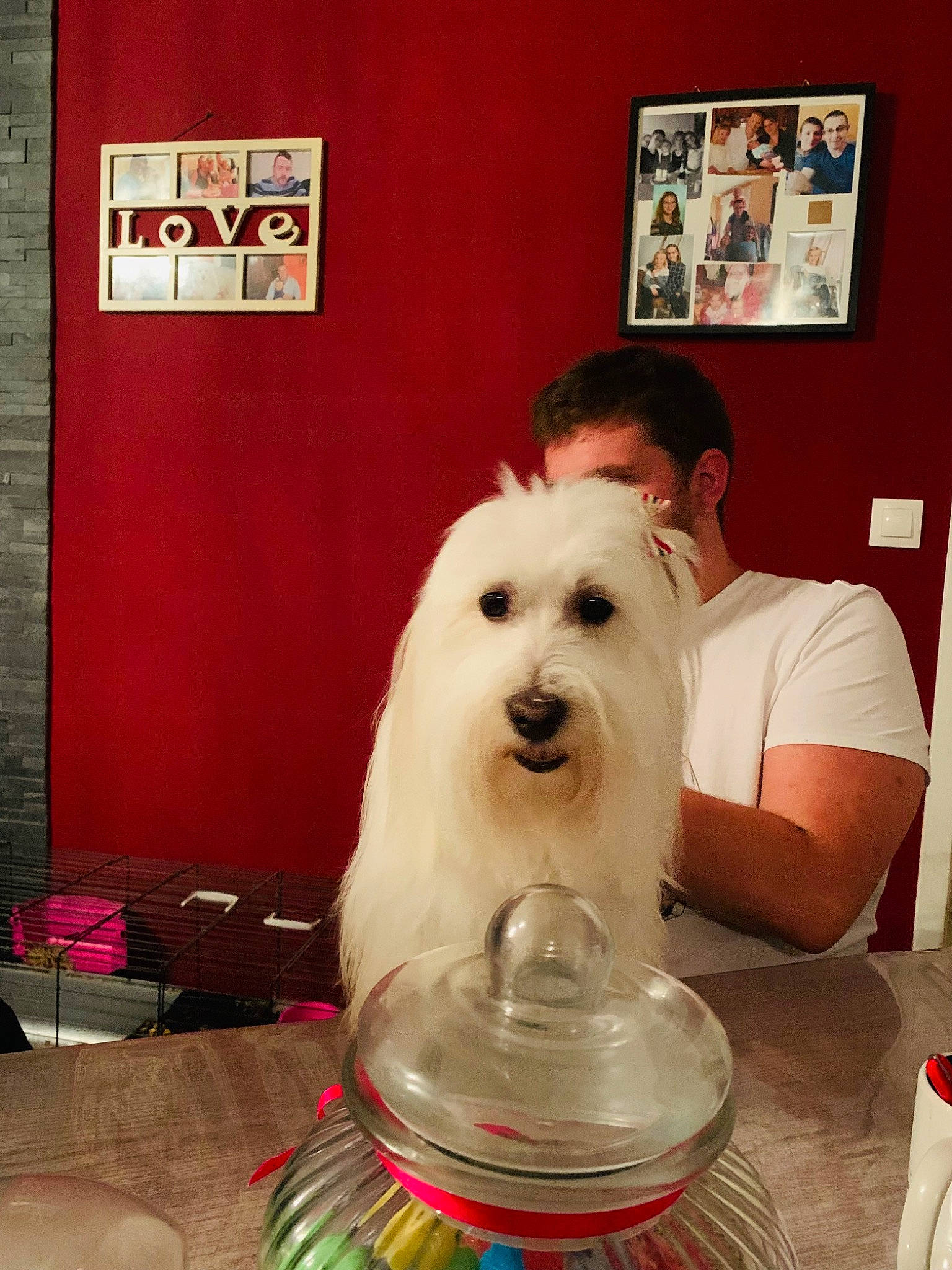 Nelia participe au concours pour gagner de l'argent avec cette photo : bearded_collie, bichon, canidae, carnivore, companion_dog, corgi_chihuahua, dog, dog_breed, flooring, fur, non_sporting_group, old_english_sheepdog, picture_frame, room, small_terrier, smile, sporting_group, terrier, toy_dog