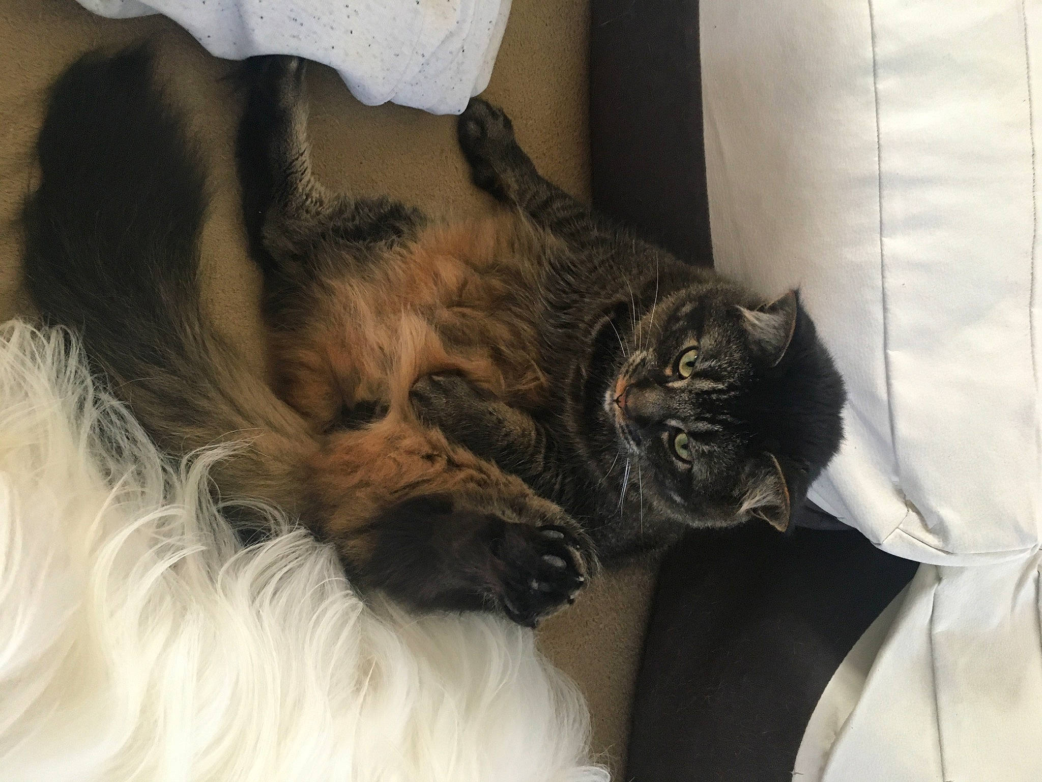 Olaf a rejoint le concours — aidez-le/la à gagner de superbes lots ! bed, british_longhair, carnivore, cat, chair, claw, comfort, companion_dog, dog_breed, domestic_short_haired_cat, felidae, fur, grey, nap, paw, small_to_medium_sized_cats, snout, tail, terrestrial_animal, whiskers