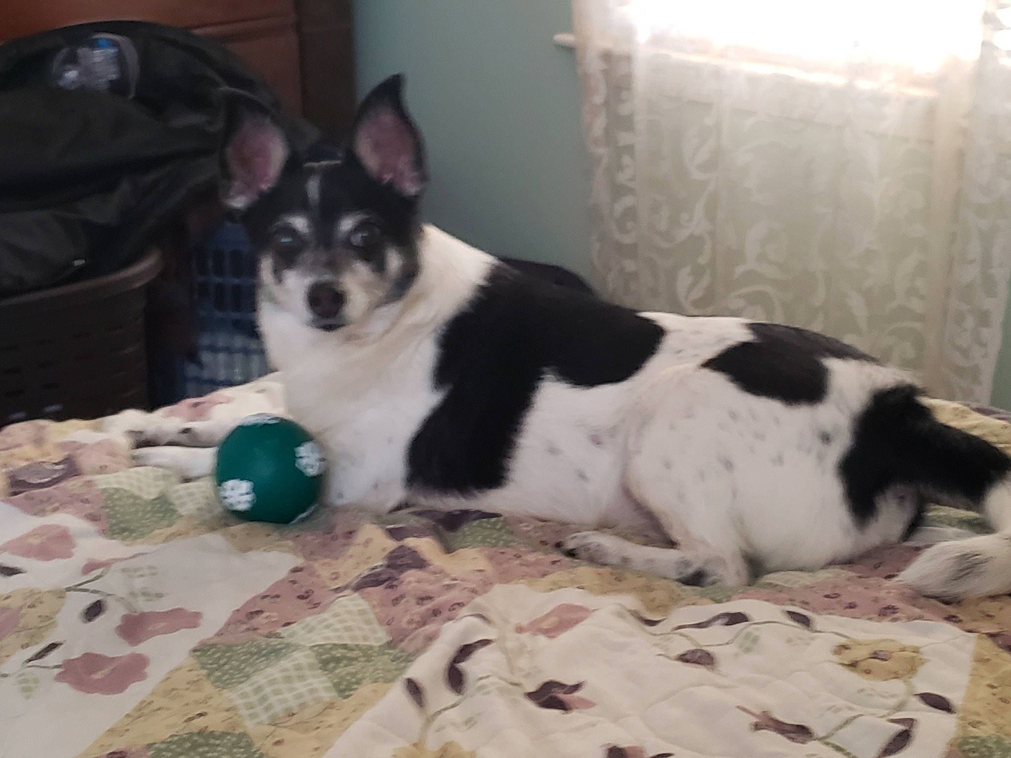 Toby is registered to the contest to win money with this photo: canidae, carnivore, dog, dog_breed, mammal, rat_terrier, siberian_husky, sporting_group, vertebrate