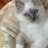 Aslan participe au concours pour gagner de l'argent avec cette photo : kitten, cat, blue_eyes, fluffy, white_fur, gray_fur, paw_prints, blanket, soft_texture, pet, animal, cute, young, indoor, resting, close_up, whiskers, ears, nose, fur