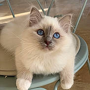 Aslan a rejoint le concours — aidez-le/la à gagner de superbes lots ! animal_portrait, blue_eyes, calm, cat, chair, closeup, curious, cute, domestic_animal, feline, fluffy_fur, home, indoor, kitten, pale_colors, pet, resting, soft_light, whiskers, young