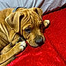 Chubs joined the competition — help win amazing prizes! dog, puppy, golden_brown, wrinkled, short_hair, floppy_ears, sleeping, lying_down, cuddled, pet, collar, red_blanket, bed, indoor, close_up, portrait, animal, cozy, relaxed, photography