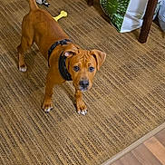 Chubs is registered to the contest to win money with this photo: dog, puppy, brown_dog, standing, portrait, face, eyes, wrinkled_face, collar, harness, tail, carpet, indoor, home, furniture, shopping_bags, dog_toys, yellow_bone, wood_floor, cute