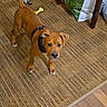 dog, puppy, brown_dog, standing, portrait, face, eyes, wrinkled_face, collar, harness, tail, carpet, indoor, home, furniture, shopping_bags, dog_toys, yellow_bone, wood_floor, cute