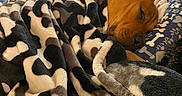 Chubs is registered to the contest to win money with this photo: dog, sleeping, brown_dog, blanket, couch, pet, indoors, cozy, resting,  curled_up, animal, home, living_room, soft_fabric, dog_bed, relaxed, nap, furniture, warm, portrait