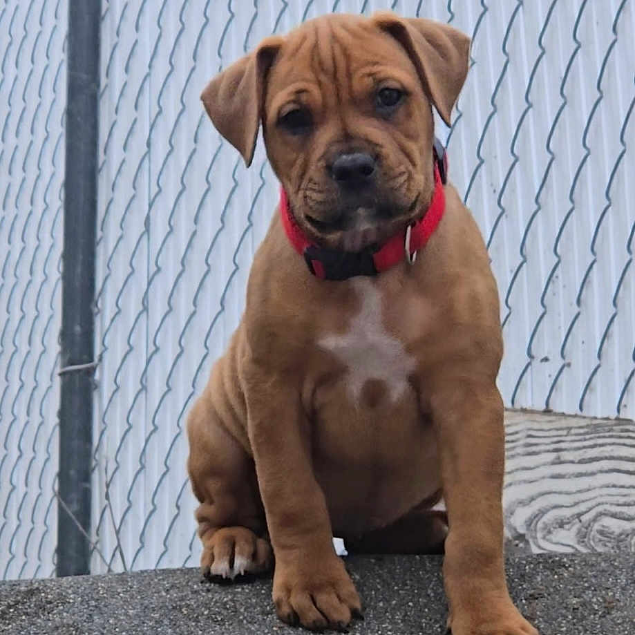 Chubs
