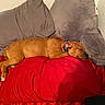 Chubs joined the competition — help win amazing prizes! dog, sleeping, nap, brown_dog, pet, animal, bed, red_blanket, pillows, indoors, cozy, resting, lying_down, collar, home, furniture, soft_blanket, relaxed, portrait, photography