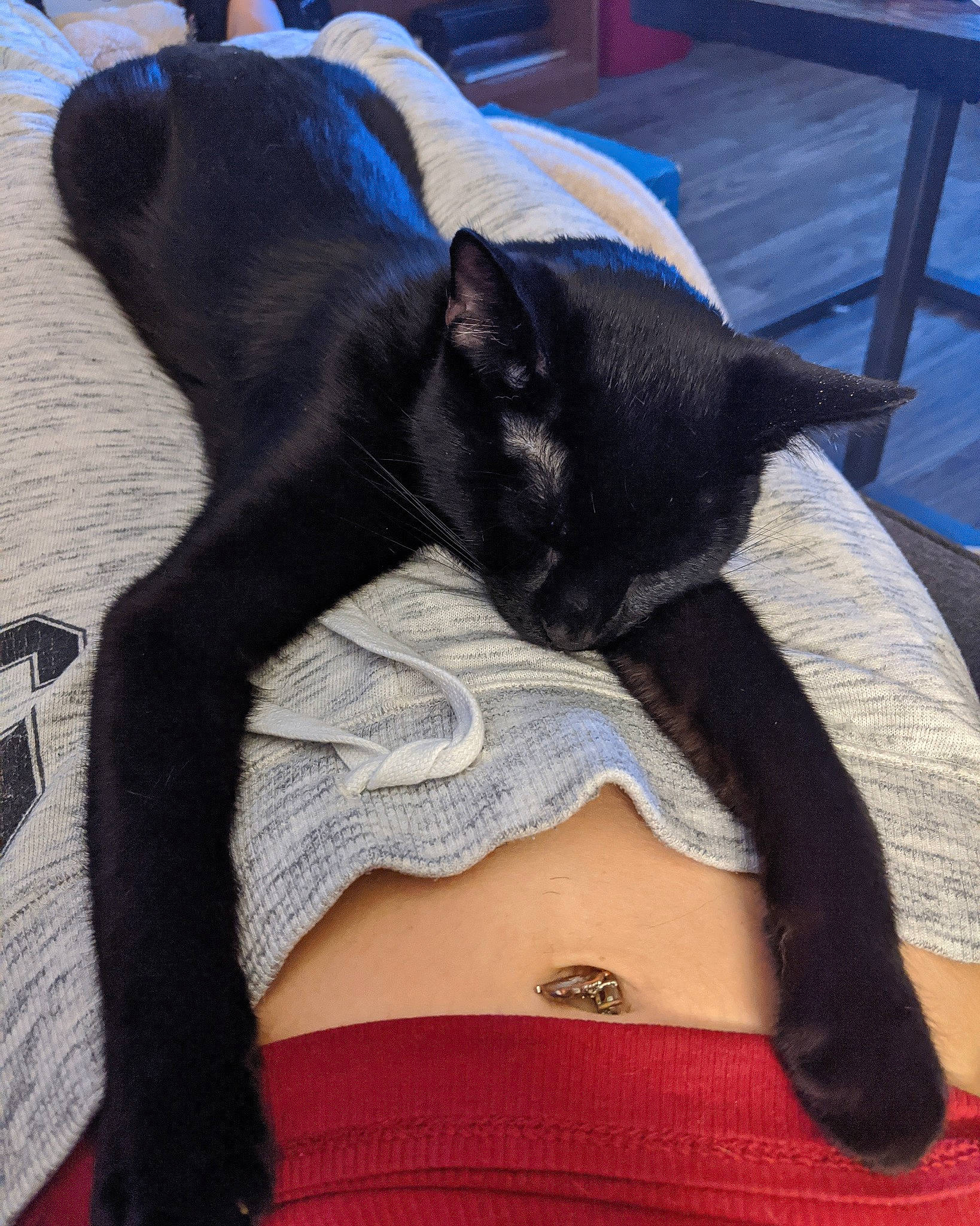 Bilbo is registered to the contest to win money with this photo: black, black_cat, carnivore, cat, felidae, leg, nap, small_to_medium_sized_cats, snout, tail, whiskers