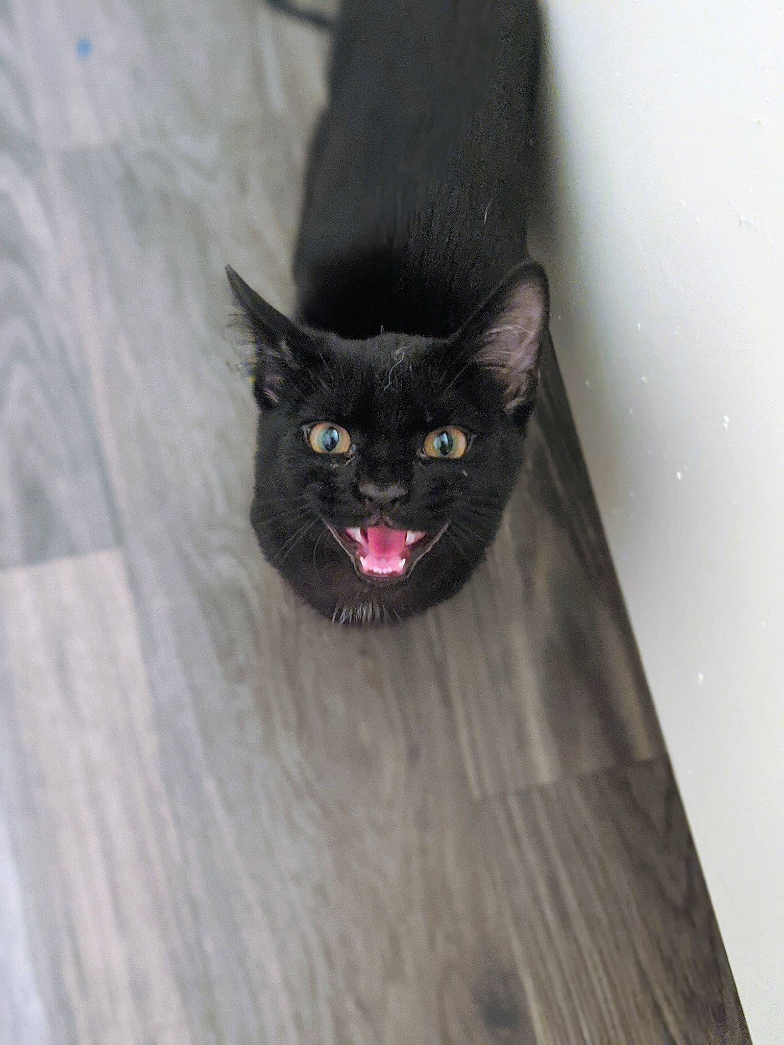 Bilbo joined the competition — help win amazing prizes! black, black_cat, bombay, carnivore, cat, domestic_short_haired_cat, felidae, small_to_medium_sized_cats, whiskers