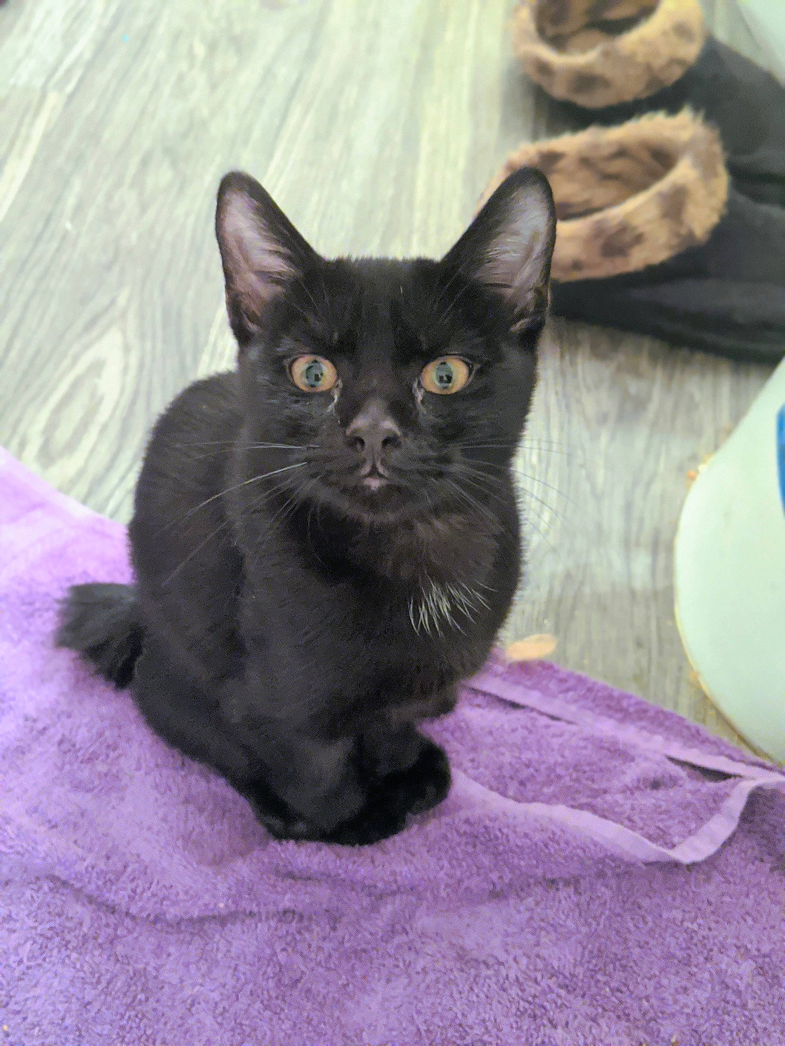 Bilbo is registered to the contest to win money with this photo: asian, black, black_cat, bombay, burmese, carnivore, cat, domestic_short_haired_cat, felidae, havana_brown, kitten, korat, mammal, nebelung, russian_blue, small_to_medium_sized_cats, vertebrate, whiskers