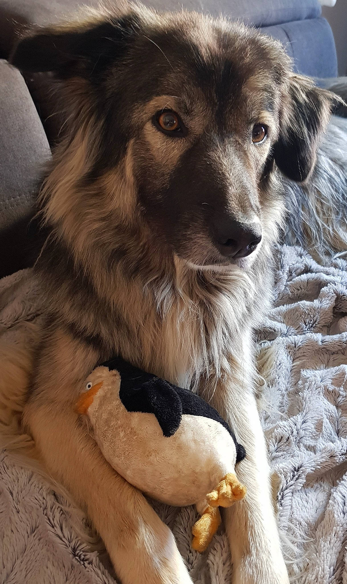 Yoda participe au concours pour gagner de l'argent avec cette photo : canidae, carnivore, companion_dog, dog, dog_breed, dog_supply, ear, fawn, fur, paw, photography, puppy, snout, sporting_group, terrestrial_animal, vertebrate, whiskers, wildlife, working_animal, working_dog