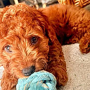 Redford joined the competition — help win amazing prizes! puppy, dog, toy, rope, carpet, brown, cute, pet, animal, fur, playful, indoors, closeup, lying_down, young, adorable, canine, mischievous, looking_at_camera, domestic_animal
