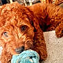 puppy, dog, toy, rope, carpet, brown, cute, pet, animal, fur, playful, indoors, closeup, lying_down, young, adorable, canine, mischievous, looking_at_camera, domestic_animal