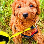 Redford joined the competition — help win amazing prizes! puppy, dog, grass, leash, yellow, curly_fur, brown_fur, outdoor, pet, cute, animal, young_dog, close_up, nature, playful, adorable, harness, small_dog, fluffy, eyes