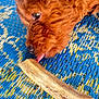 Redford joined the competition — help win amazing prizes! dog, bone, tongue, close_up, curly_hair, pet, animal, snout, eye, mat, texture, colorful, blue, yellow, pattern, laying_down, chewing, playful, domestic_animal, fur