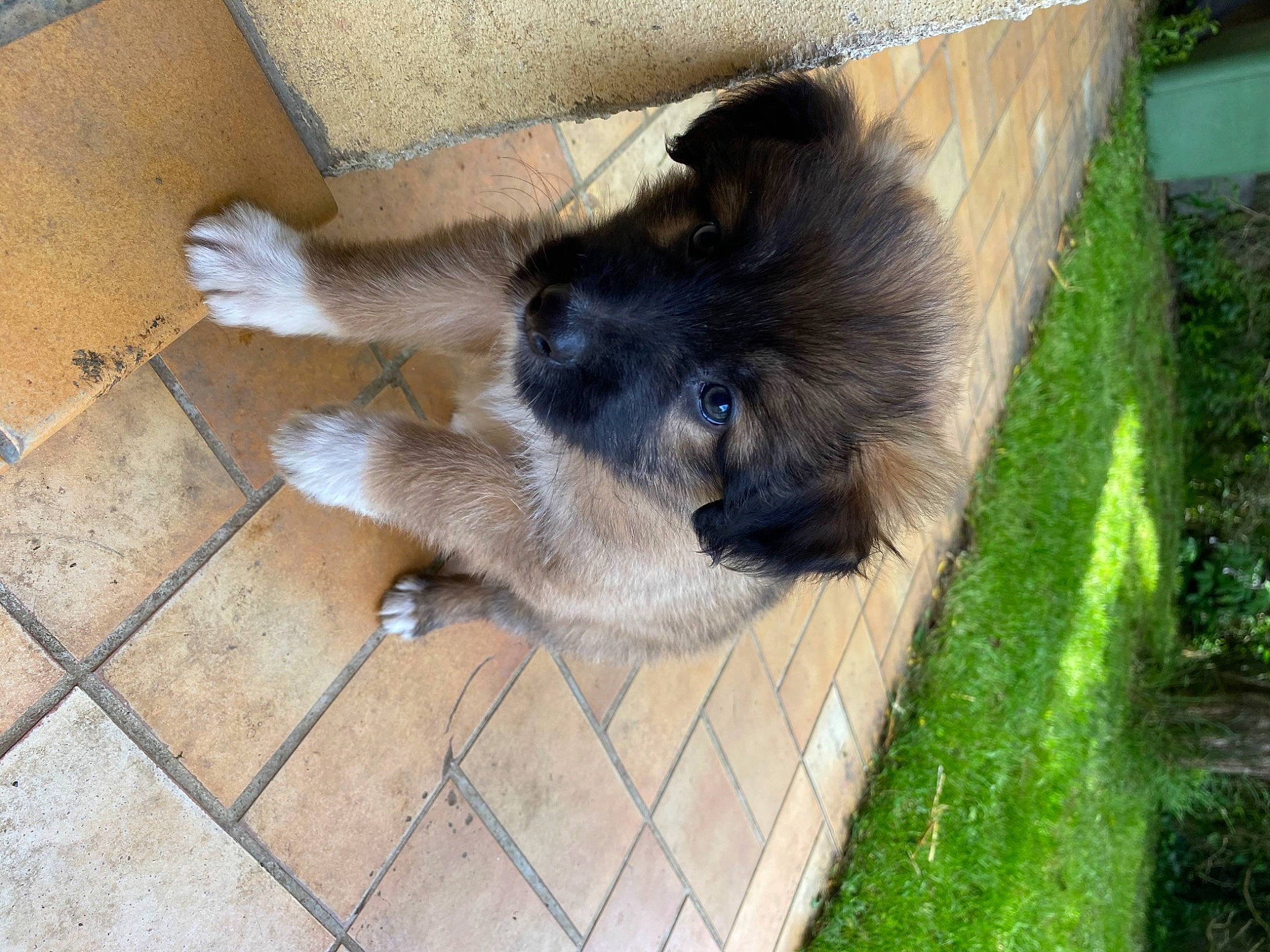 Noname a rejoint le concours — aidez-le/la à gagner de superbes lots ! canidae, carnivore, dog, dog_breed, eurasier, fawn, keeshond, mammal, non_sporting_group, sarplaninac, sporting_group, vertebrate