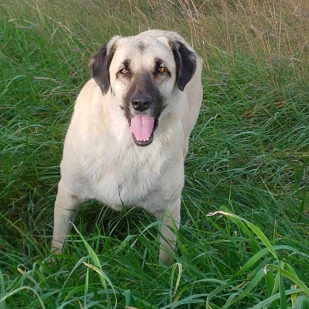 Doudou a rejoint le concours — aidez-le/la à gagner de superbes lots ! animal, bodypart, canine, dog, field, grass, grassland, green, hound, labradorretriever, lawn, mouth, nature, outdoors, person, pet, plant, pug, puppy, tongue