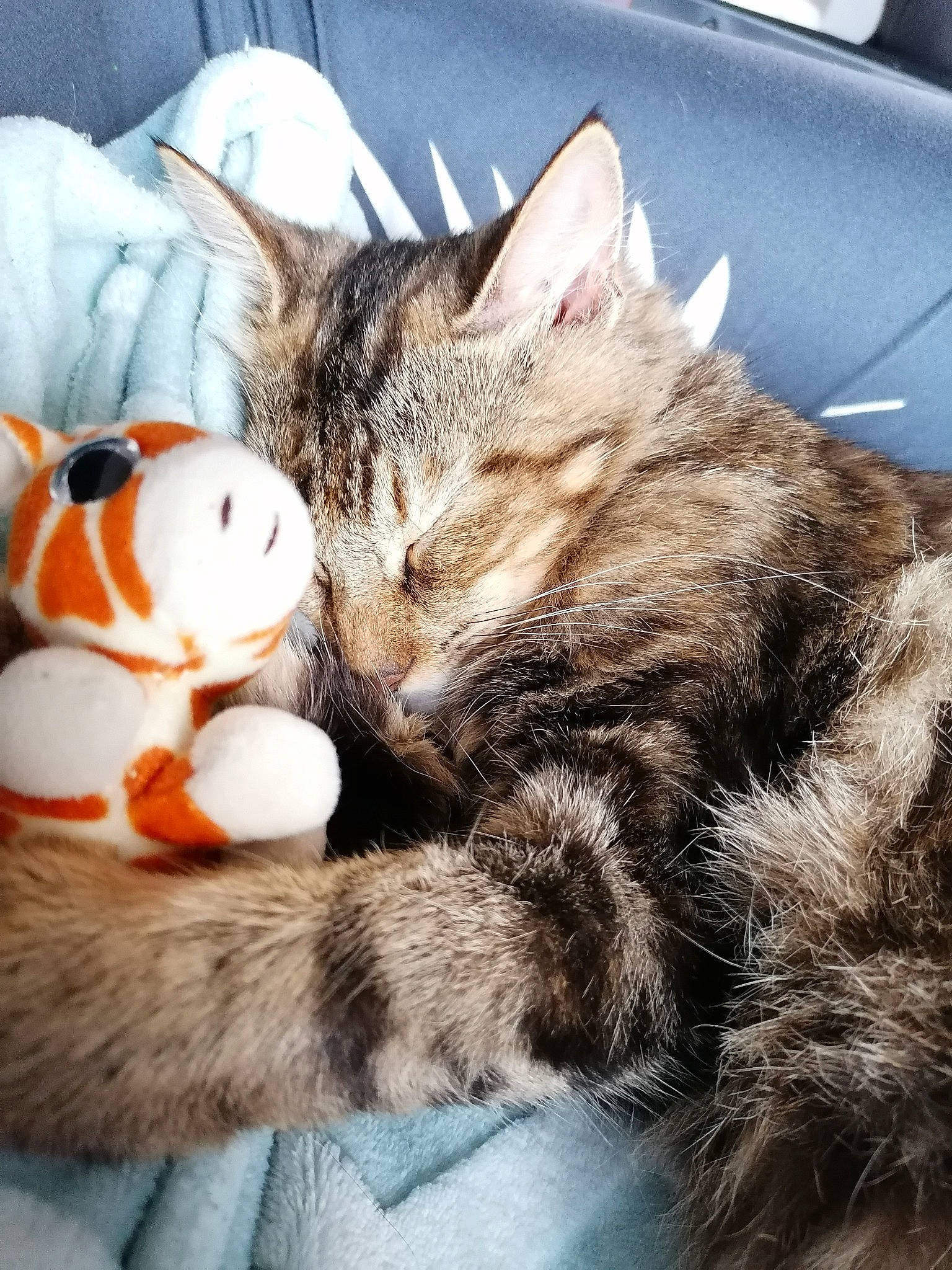 Kyara a rejoint le concours — aidez-le/la à gagner de superbes lots ! bed, carnivore, cat, claw, comfort, domestic_short_haired_cat, fawn, felidae, foot, fur, lap, nap, paw, sleep, small_to_medium_sized_cats, snout, stuffed_toy, tail, toy, whiskers