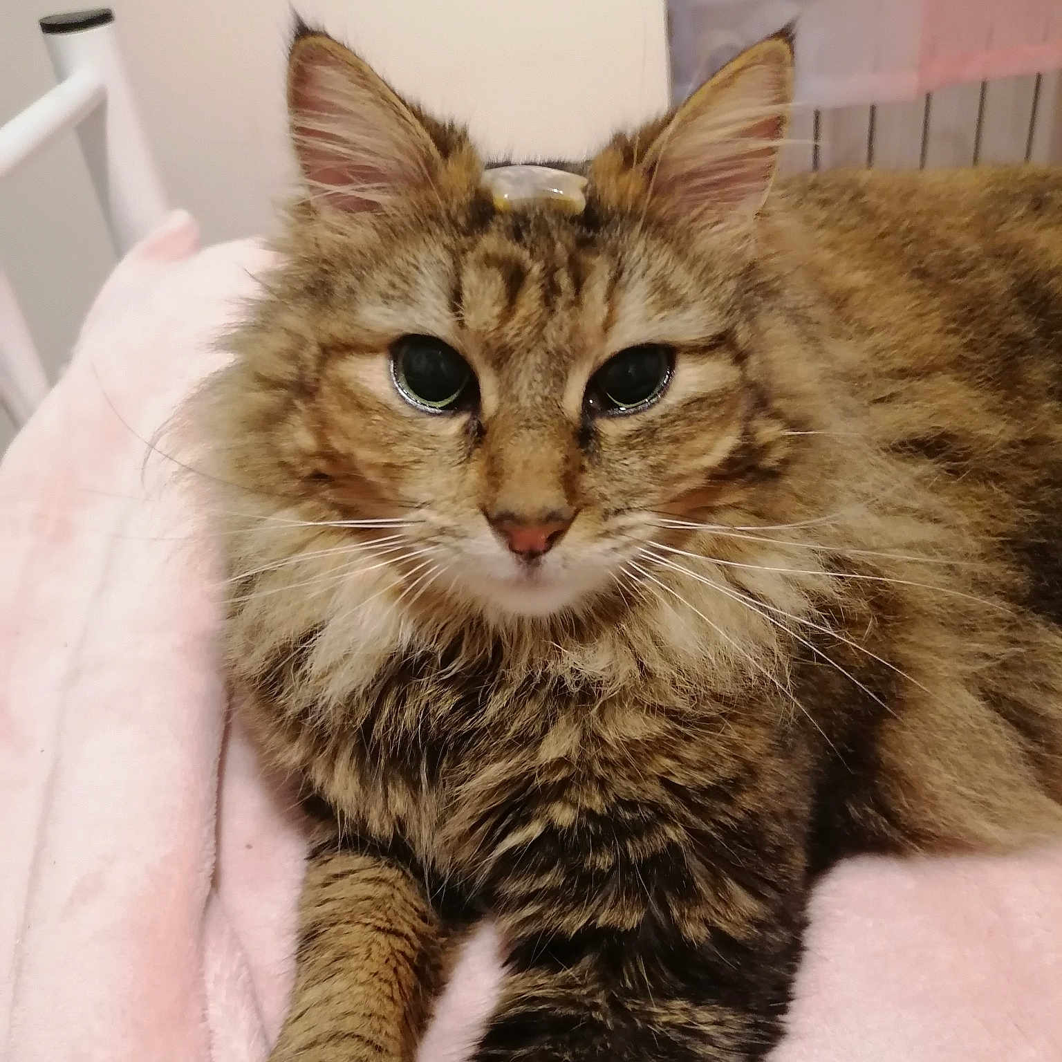 Kyara