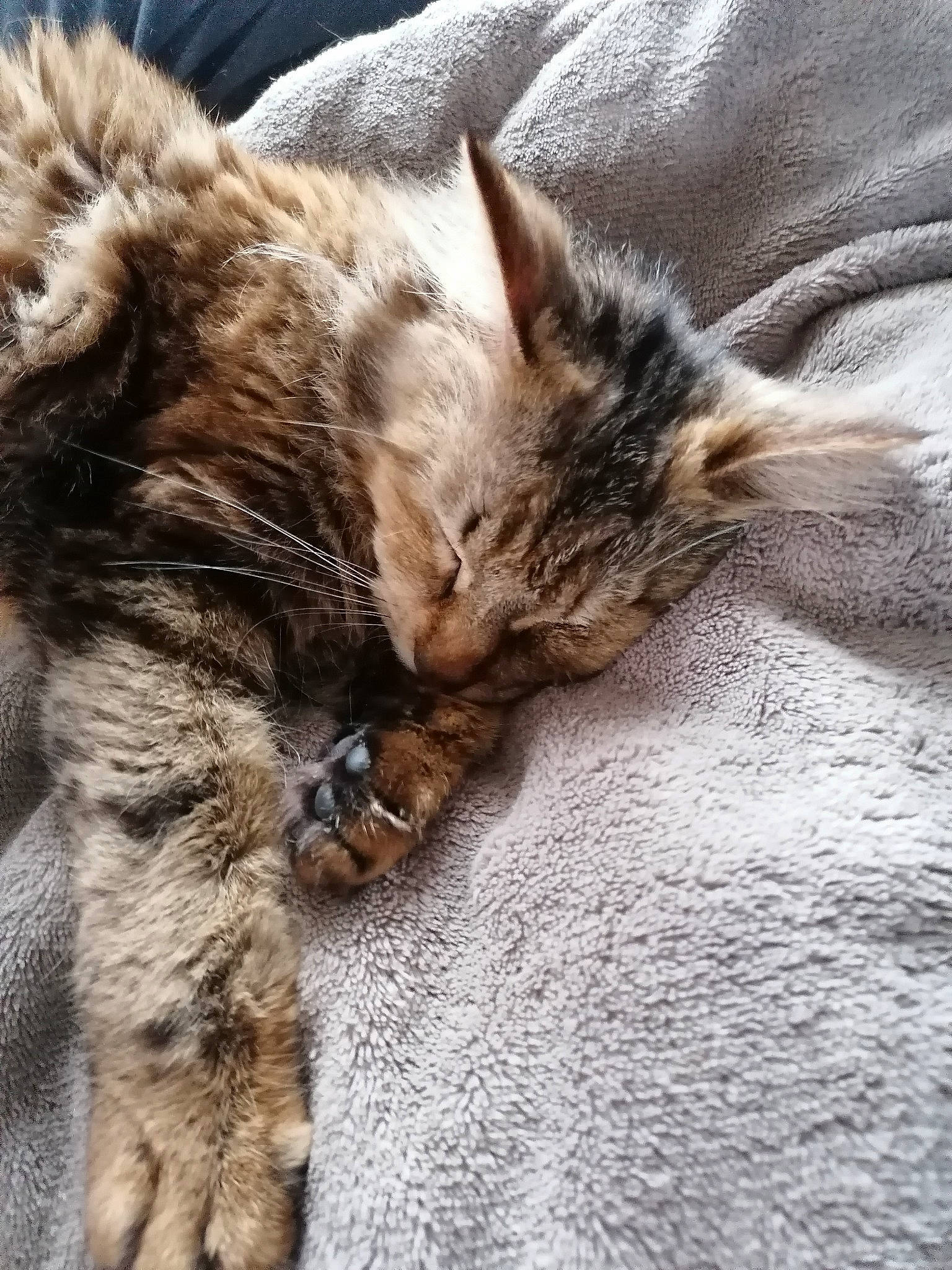 Kyara participe au concours pour gagner de l'argent avec cette photo : carnivore, cat, claw, close_up, comfort, domestic_short_haired_cat, fawn, felidae, fur, nap, paw, sleep, small_to_medium_sized_cats, snout, tail, terrestrial_animal, whiskers, wildlife