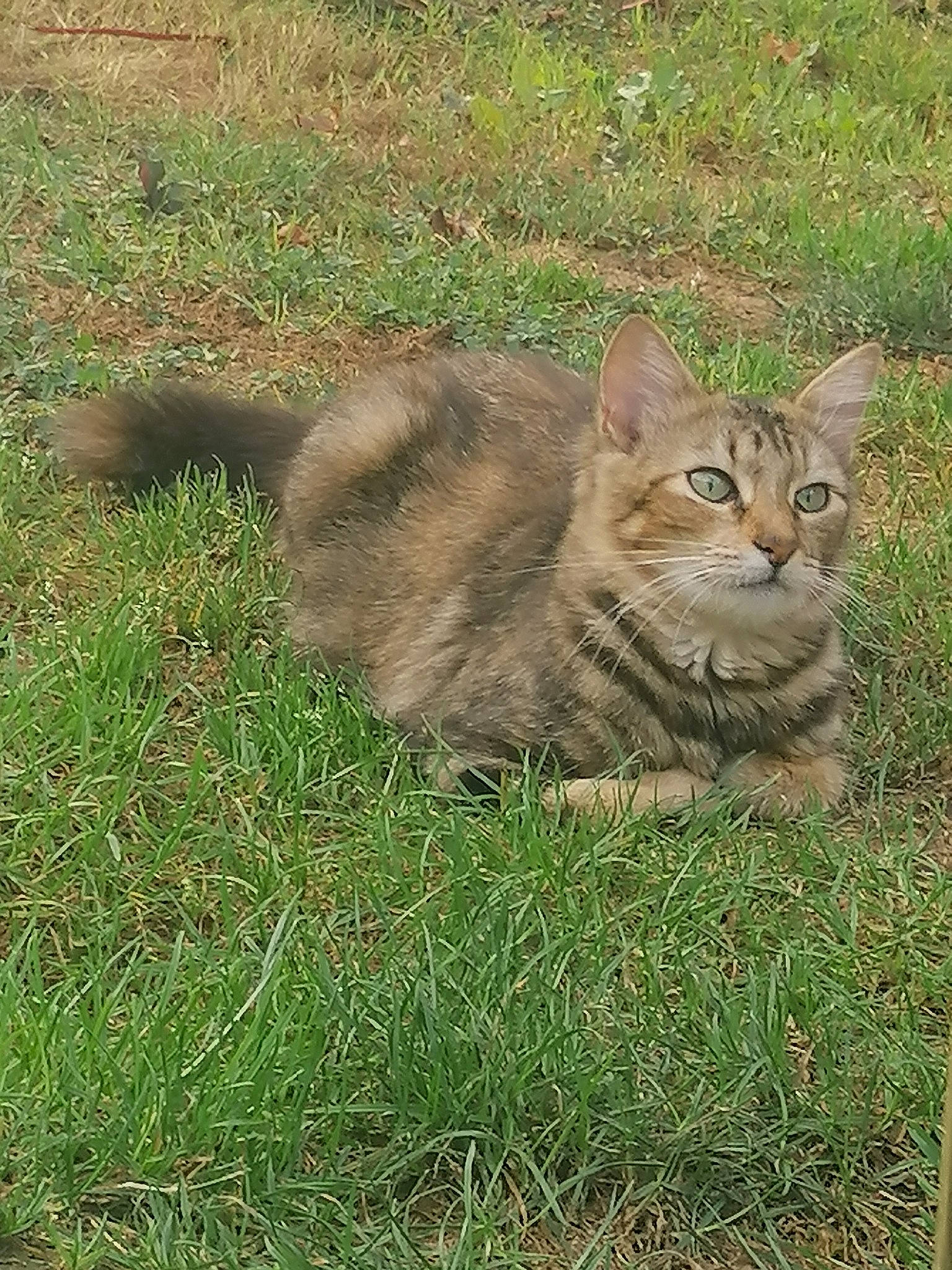 Kyara a rejoint le concours — aidez-le/la à gagner de superbes lots ! carnivore, cat, domestic_short_haired_cat, fawn, felidae, fur, grass, grassland, groundcover, plant, sitting, small_to_medium_sized_cats, snout, soil, tail, terrestrial_animal, tree, whiskers, wildlife