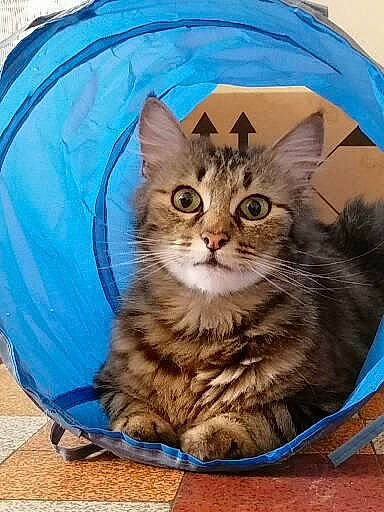 Nala