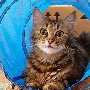Nala