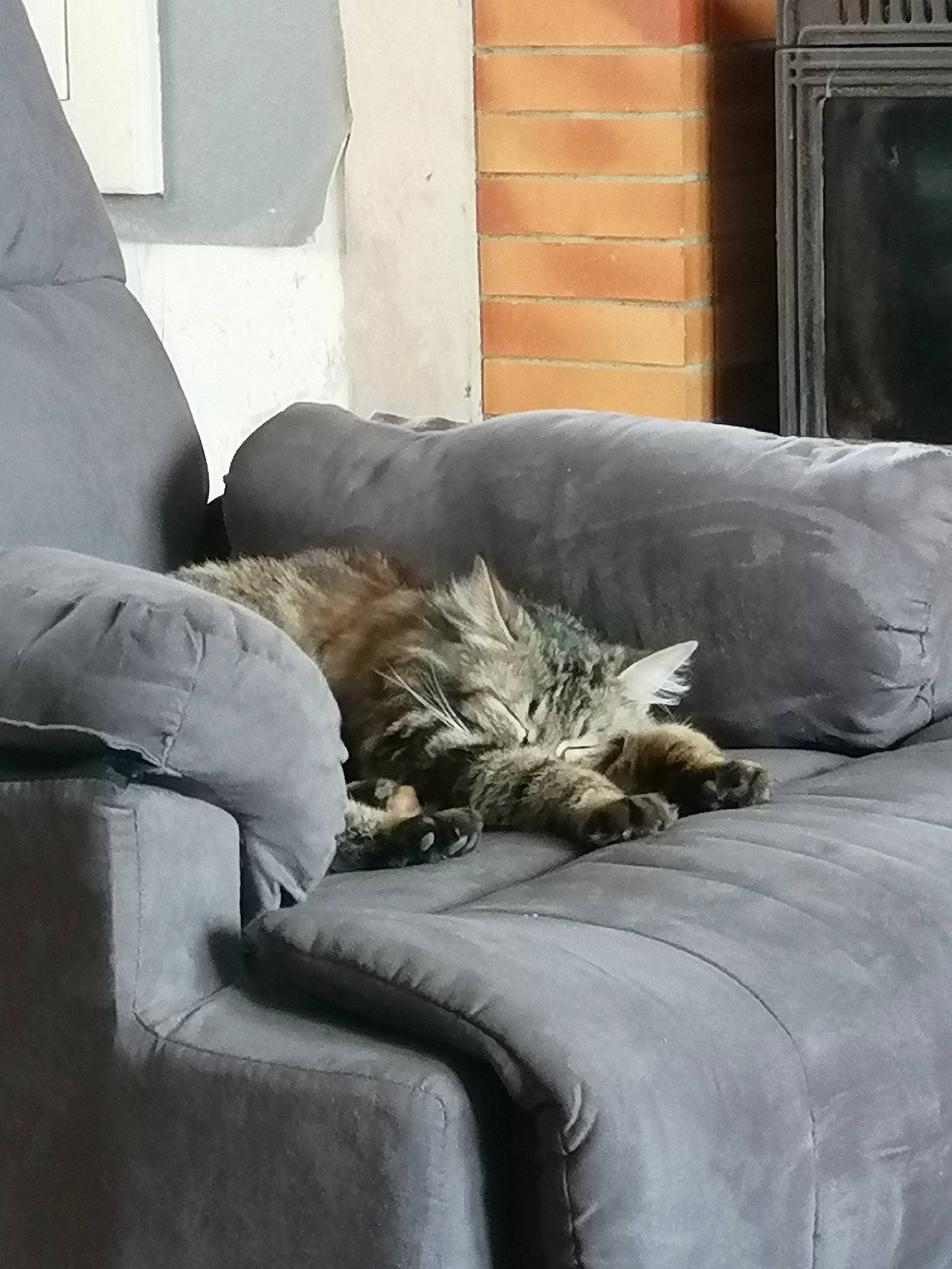 Nala participe au concours pour gagner de l'argent avec cette photo : bedding, carnivore, cat, chair, comfort, companion_dog, felidae, floor, flooring, fur, furniture, grey, hardwood, linens, living_room, small_to_medium_sized_cats, tail, whiskers, window, wood