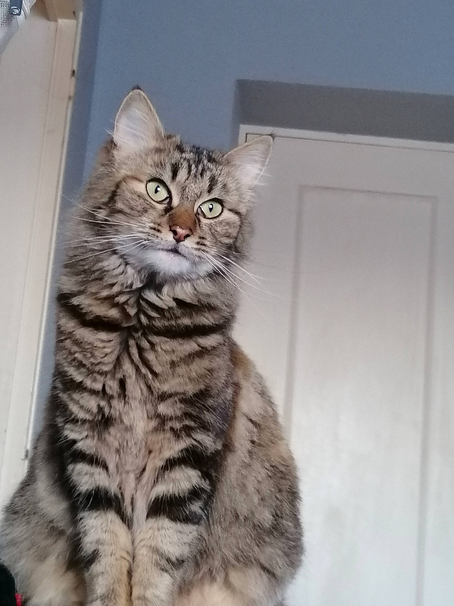 Nala a rejoint le concours — aidez-le/la à gagner de superbes lots ! carnivore, cat, claw, domestic_short_haired_cat, eye, felidae, fur, pattern, paw, sitting, small_to_medium_sized_cats, snout, tail, terrestrial_animal, whiskers, window