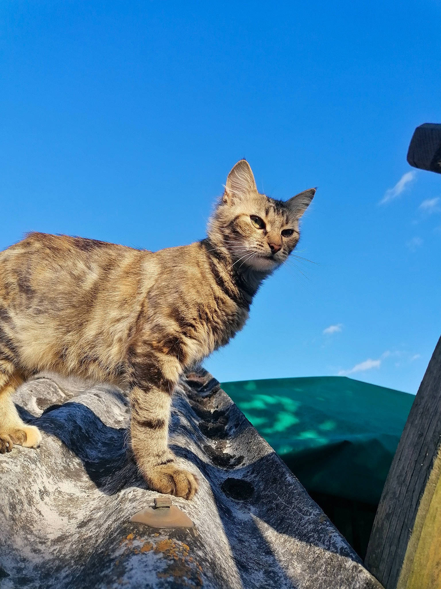 Nala a rejoint le concours — aidez-le/la à gagner de superbes lots ! art, bedrock, bobcat, carnivore, cat, cloud, domestic_short_haired_cat, fawn, felidae, fur, landscape, lynx, rock, sky, small_to_medium_sized_cats, snout, tail, terrestrial_animal, whiskers, wildlife