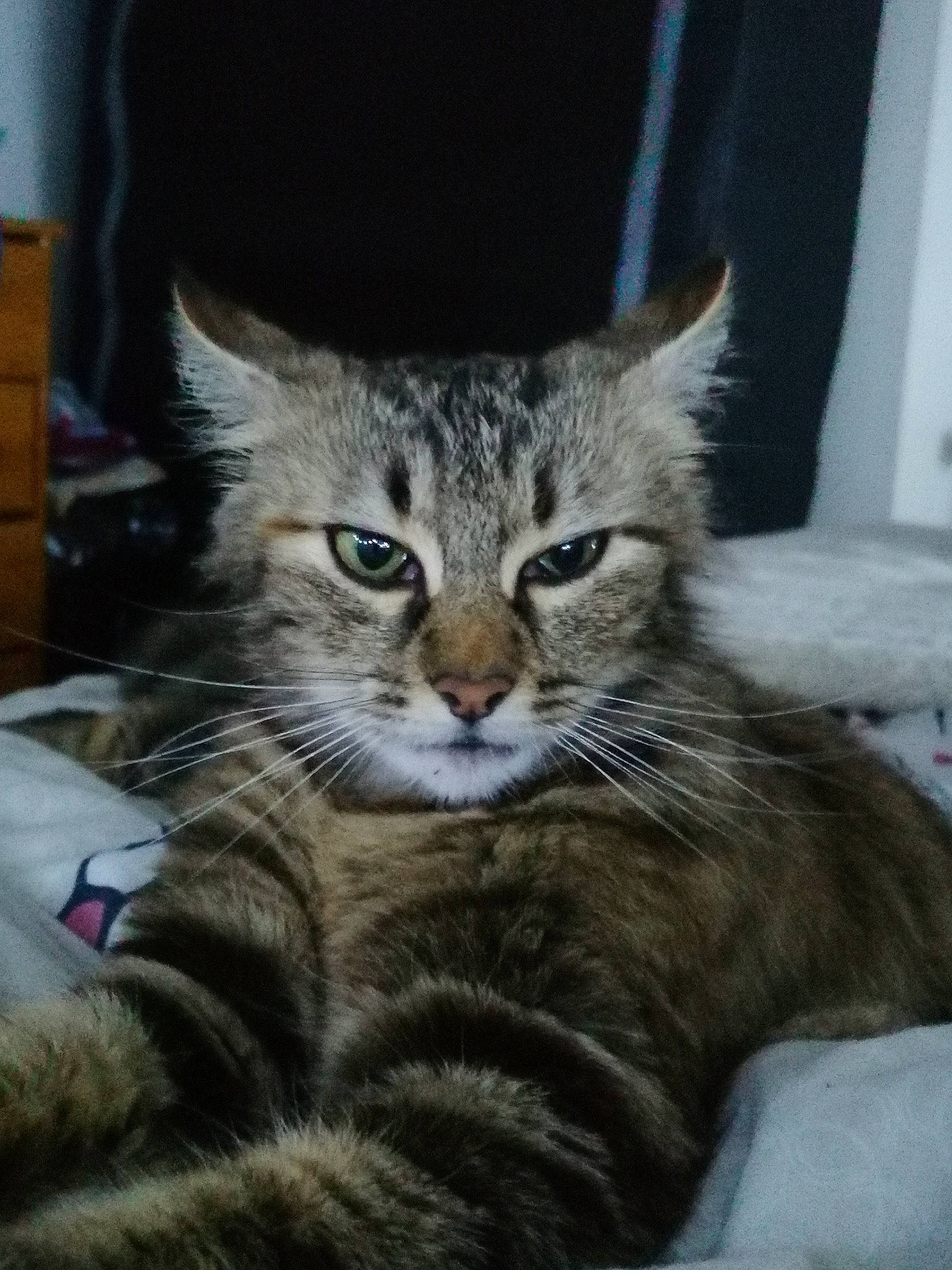 Nala a rejoint le concours — aidez-le/la à gagner de superbes lots ! box, carnivore, cat, claw, domestic_short_haired_cat, felidae, fur, paw, sitting, small_to_medium_sized_cats, snout, tail, terrestrial_animal, whiskers, wildlife, window