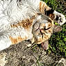 cat, fluffy, outdoor, grass, stone, paw, sleeping, relaxed, pet, sunlight, nature, whiskers, fur, animal, cute, calm, resting, tabby, closeup, playful