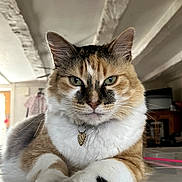 Pookie participe au concours pour gagner de l'argent avec cette photo : cat, calico_cat, pet, feline, indoor, floor, tile, collar, pendant, close_up, portrait, whiskers, ears, paw, fur, green_eyes, resting, animal, cute, domestic